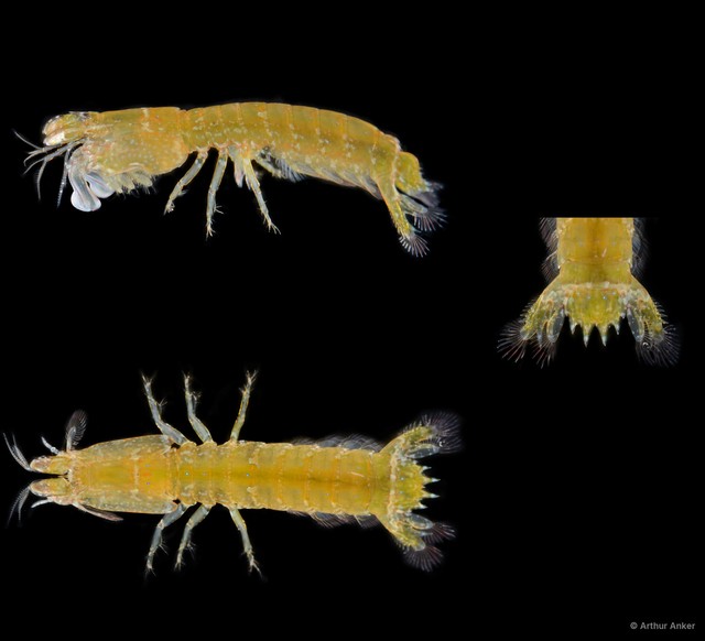 Gonodactylellus sentosa•&copy; Arthur Anker•All Rights Reserved