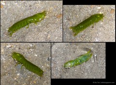 Gonodactylellus viridis•&copy; Ria Tan•All Rights Reserved