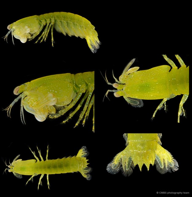 Gonodactylellus viridis•&copy; CMBS photography team•All Rights Reserved