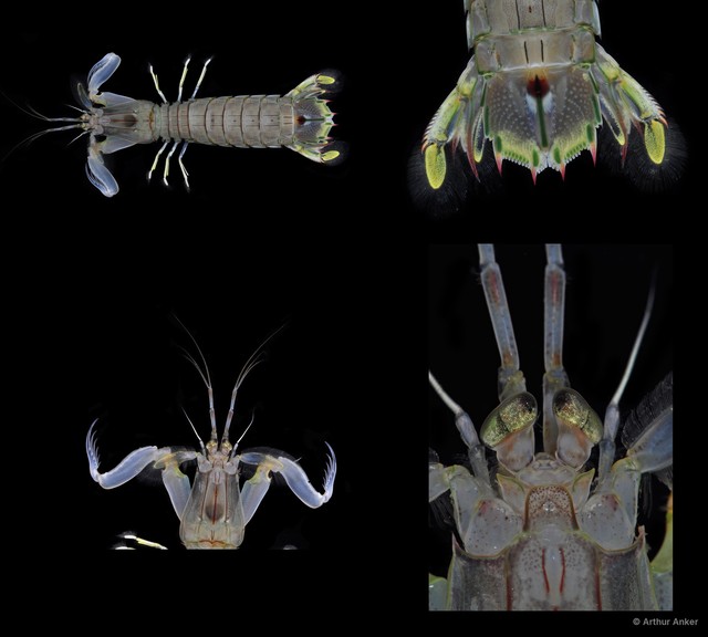 Squillidae sp. "Oratosquilla/Harpiosquilla 2"•&copy; Arthur Anker•All Rights Reserved