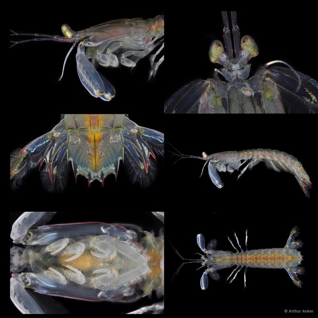 Squillidae sp. "Oratosquilla/Harpiosquilla 4"•&copy; Arthur Anker•All Rights Reserved