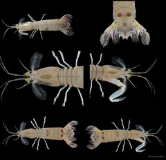 Carinosquilla multicarinata•&copy; Arthur Anker•All Rights Reserved