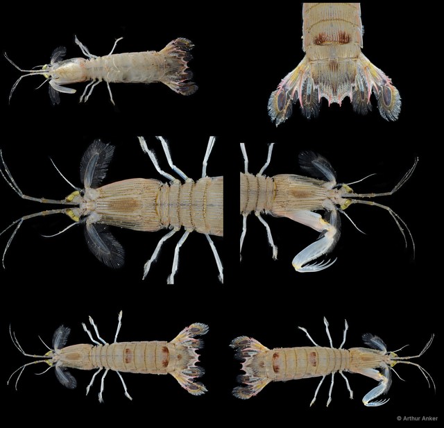 Carinosquilla multicarinata•&copy; Arthur Anker•All Rights Reserved