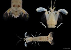 Carinosquilla multicarinata•&copy; Arthur Anker•All Rights Reserved