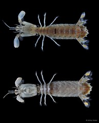 Cloridopsis scorpio•&copy; Arthur Anker•All Rights Reserved