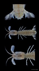 Cloridopsis scorpio•&copy; Arthur Anker•All Rights Reserved