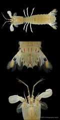 Cloridopsis scorpio•&copy; CMBS photography team•All Rights Reserved
