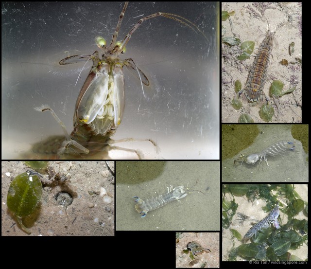 Harpiosquilla sp. "f050e153"•&copy; Ria Tan•All Rights Reserved