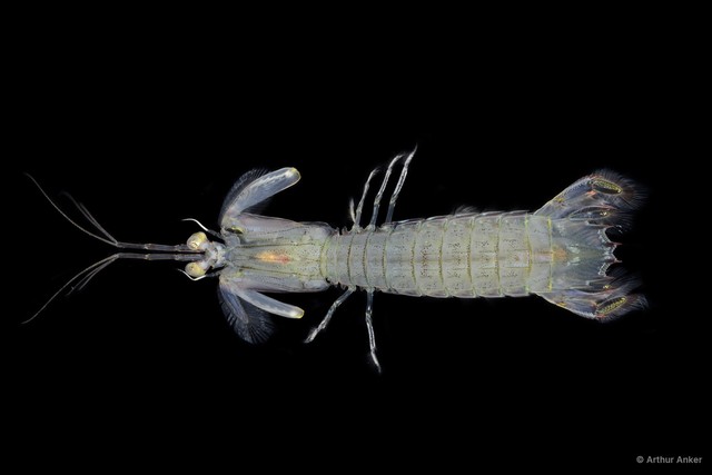 Oratosquilla sp. "da9fbcea"•&copy; Arthur Anker•All Rights Reserved