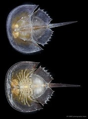Limulidae sp. "987f3c2e"