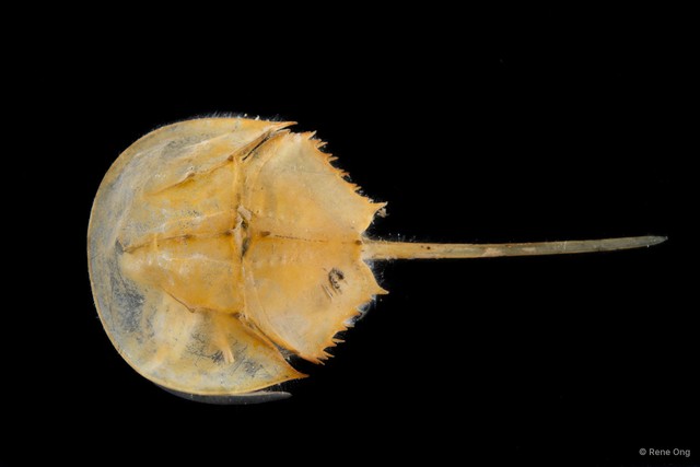 Limulidae sp. "987f3c34"•&copy; Rene Ong•All Rights Reserved