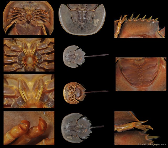Carcinoscorpius rotundicauda•&copy; CMBS photography team•All Rights Reserved