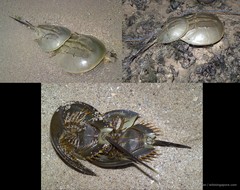 Tachypleus gigas•&copy; Ria Tan•All Rights Reserved