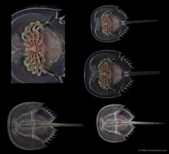 Tachypleus gigas•&copy; CMBS photography team•All Rights Reserved