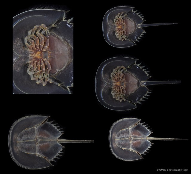 Tachypleus gigas•&copy; CMBS photography team•All Rights Reserved