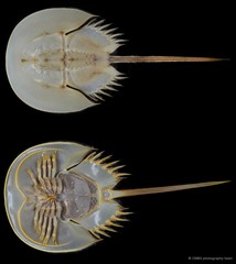 Tachypleus gigas•&copy; CMBS photography team•All Rights Reserved