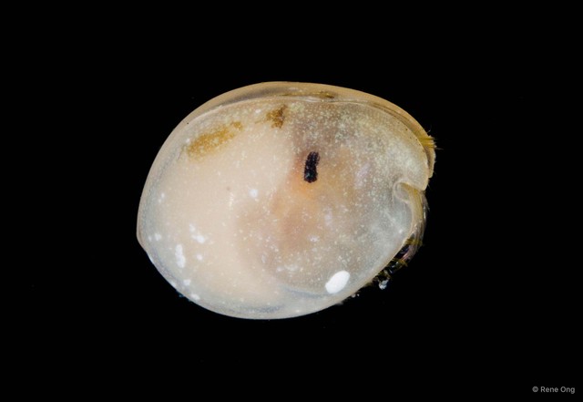 Ostracoda sp. "Ostracod 1"•&copy; Rene Ong•All Rights Reserved
