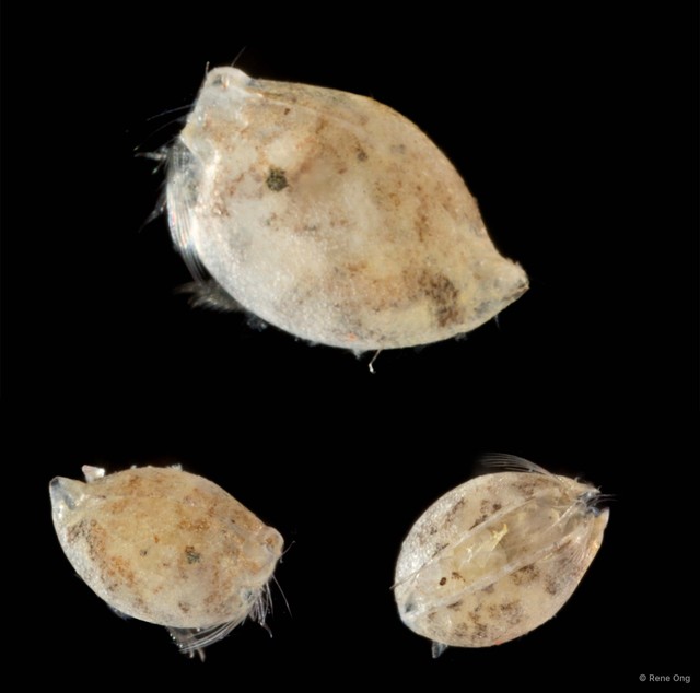 Ostracoda sp. "Ostracod 10"•&copy; Rene Ong•All Rights Reserved