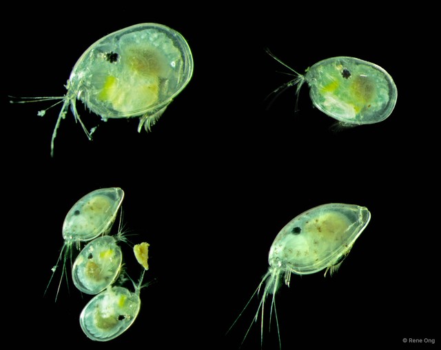 Ostracoda sp. "Ostracod 11"•&copy; Rene Ong•All Rights Reserved