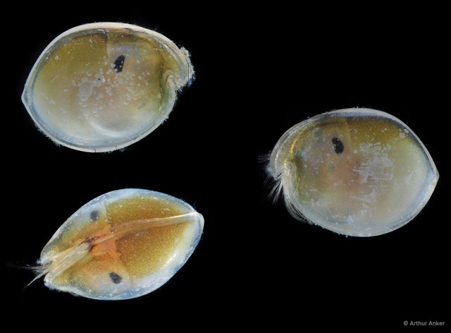 Ostracoda sp. "Ostracod 12"•&copy; Arthur Anker•All Rights Reserved