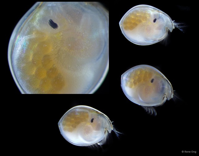 Ostracoda sp. "Ostracod 13"•&copy; Rene Ong•All Rights Reserved