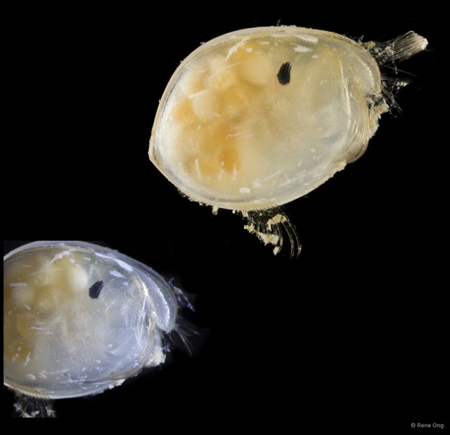 Ostracoda sp. "Ostracod 14"•&copy; Rene Ong•All Rights Reserved