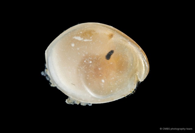Ostracoda sp. "Ostracod 15"•&copy; CMBS photography team•All Rights Reserved
