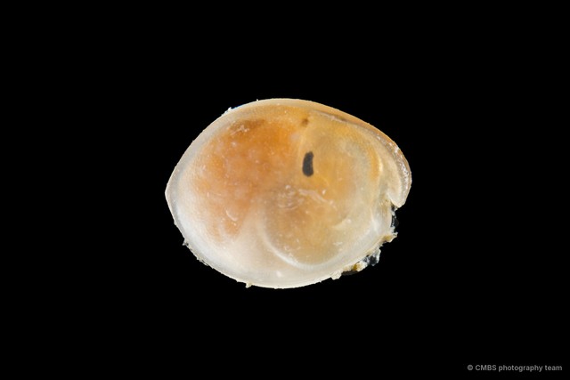 Ostracoda sp. "Ostracod 16"•&copy; CMBS photography team•All Rights Reserved