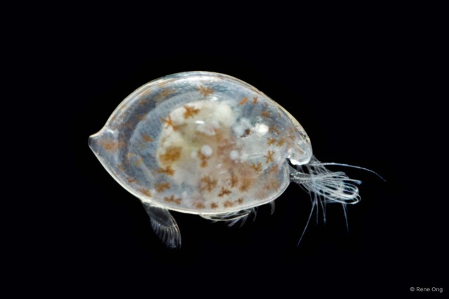 Ostracoda sp. "Ostracod 2"•&copy; Rene Ong•All Rights Reserved