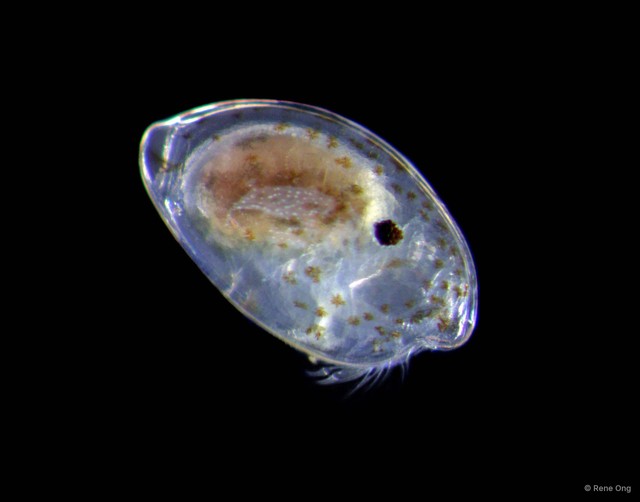 Ostracoda sp. "Ostracod 3"•&copy; Rene Ong•All Rights Reserved