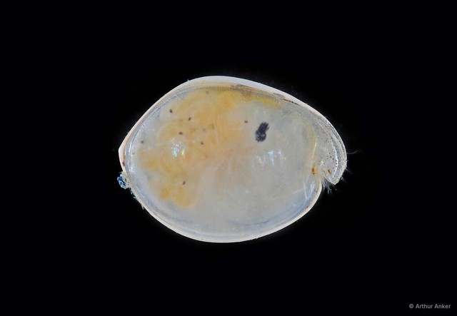 Ostracoda sp. "Ostracod 4"•&copy; Arthur Anker•All Rights Reserved