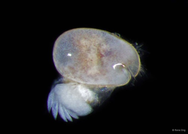 Ostracoda sp. "Ostracod 5"•&copy; Rene Ong•All Rights Reserved