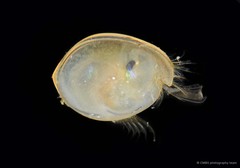 Ostracoda sp. "Ostracod 6"•&copy; CMBS photography team•All Rights Reserved