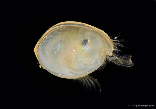 Ostracoda sp. "Ostracod 6"•&copy; CMBS photography team•All Rights Reserved