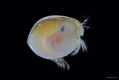 Ostracoda sp. "Ostracod 6"•&copy; Arthur Anker•All Rights Reserved