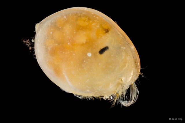 Ostracoda sp. "Ostracod 7"•&copy; Rene Ong•All Rights Reserved
