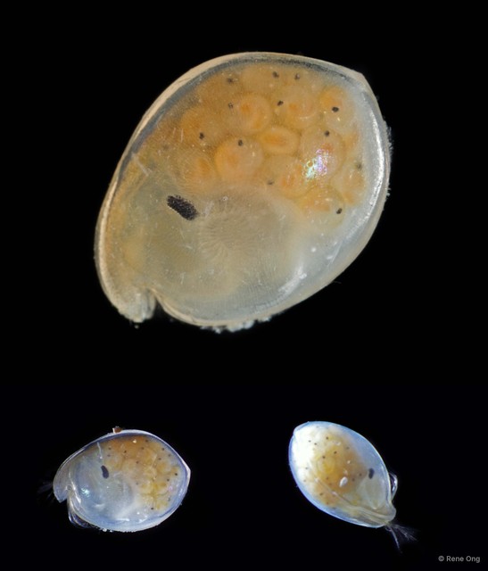 Ostracoda sp. "Ostracod 8"•&copy; Rene Ong•All Rights Reserved