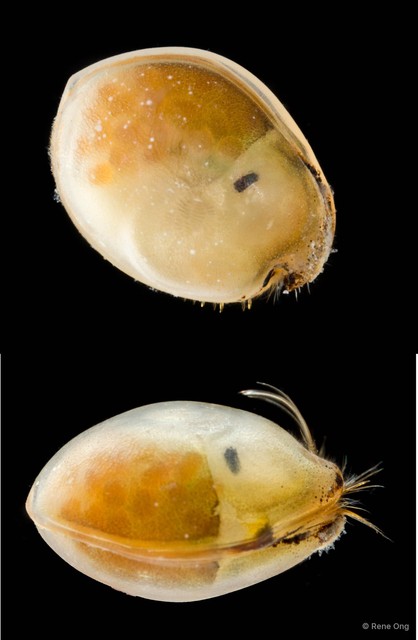 Ostracoda sp. "Ostracod 9"•&copy; Rene Ong•All Rights Reserved