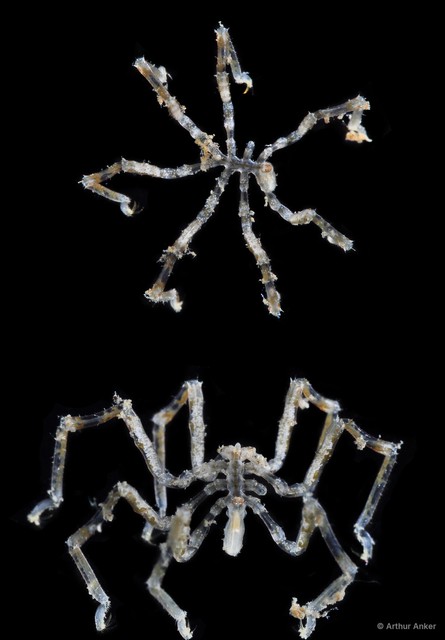 Pycnogonida sp. "10"•&copy; Arthur Anker•All Rights Reserved
