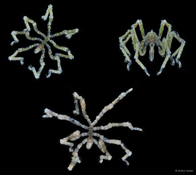Pycnogonida sp. "17"•&copy; Arthur Anker•All Rights Reserved