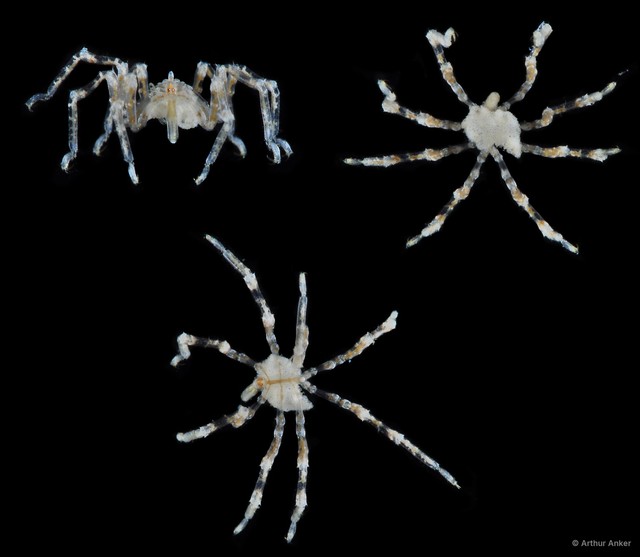 Pycnogonida sp. "18"•&copy; Arthur Anker•All Rights Reserved