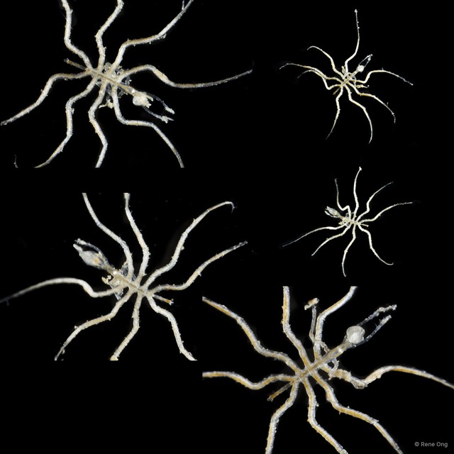 Pycnogonida sp. "19"•&copy; Rene Ong•All Rights Reserved