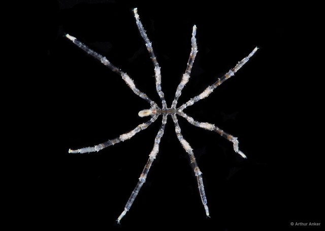 Pycnogonida sp. "9"•&copy; Arthur Anker•All Rights Reserved
