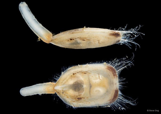 Lingulata sp. "Brachiopod 1"•&copy; Rene Ong•All Rights Reserved