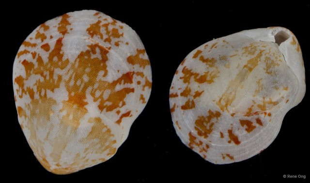 Lingulata sp. "Brachiopod 4413DR1-002"•&copy; Rene Ong•All Rights Reserved