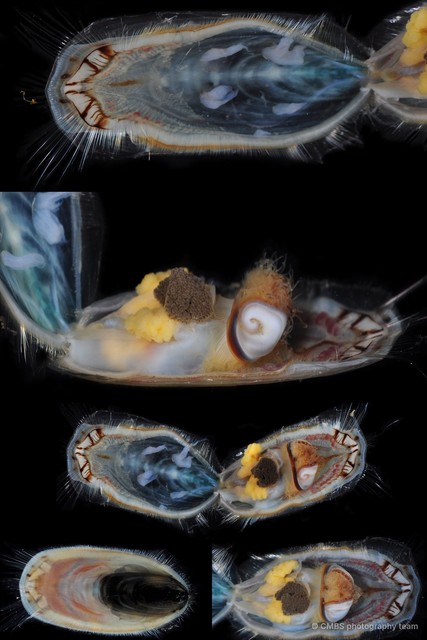 Lingula sp. "e90468f7"•&copy; CMBS photography team•All Rights Reserved