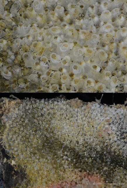 Bryozoa sp. "10"•&copy; CMBS photography team•All Rights Reserved