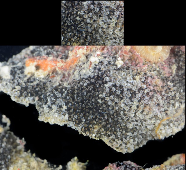 Bryozoa sp. "11"•&copy; CMBS photography team•All Rights Reserved