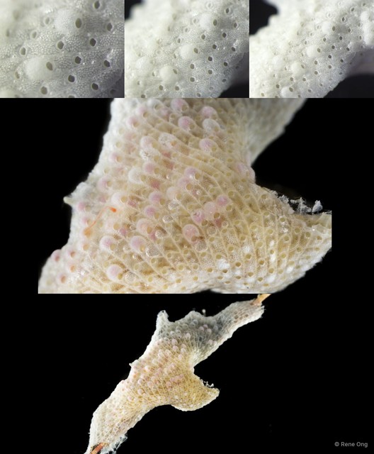 Bryozoa sp. "12"•&copy; Rene Ong•All Rights Reserved