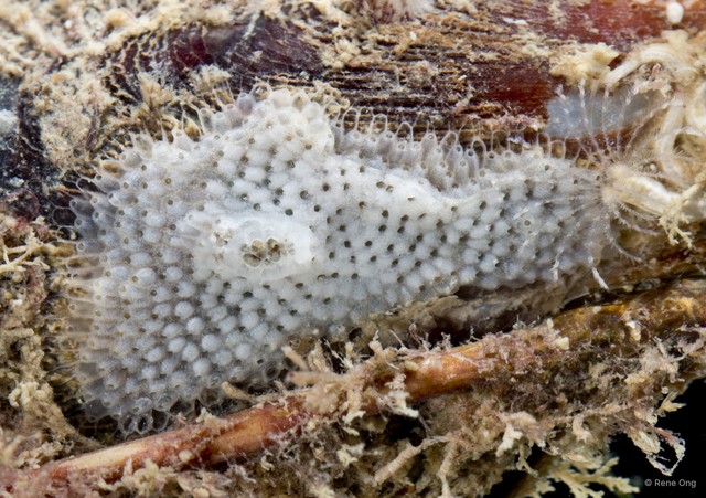 Bryozoa sp. "13"•&copy; Rene Ong•All Rights Reserved